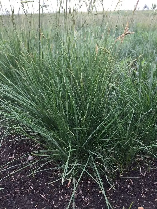 PREMIUM SCREENED TOPSOIL $25/yrd in Plants, Fertilizer & Soil in Saskatoon - Image 5