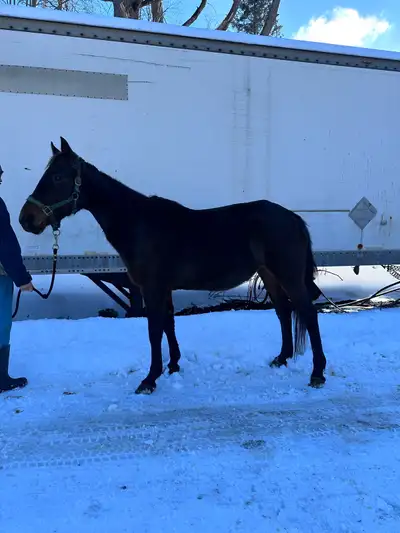 10-Year-Old Standardbred mare, View more
