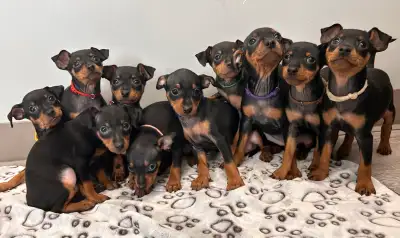 Minature Pincher puppies! ALL Sold, View more