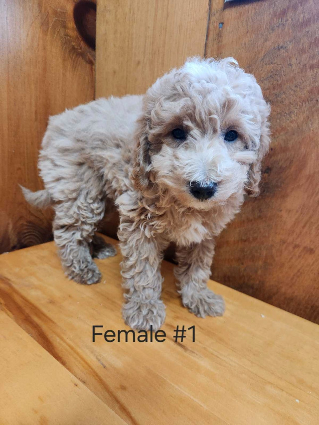 Miniature Poodle in Dogs & Puppies for Rehoming in Pembroke