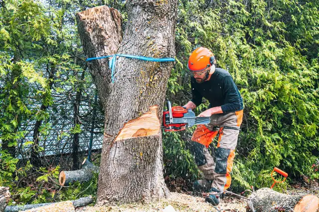 TREE REMOVAL65048376779521121
