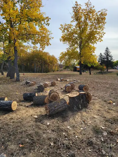 FREE FIREWOOD, View more