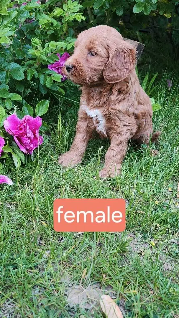 mini golden doodles in Dogs & Puppies for Rehoming in Stratford - Image 6