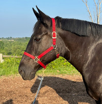 Canadian/Percheron mare, trail/camp horse