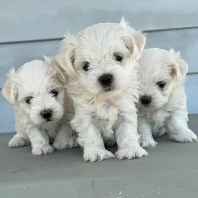 Bonjour je vous présente une magnifique portée disponible en adoption Les chiots sont vaccinés, pucé...