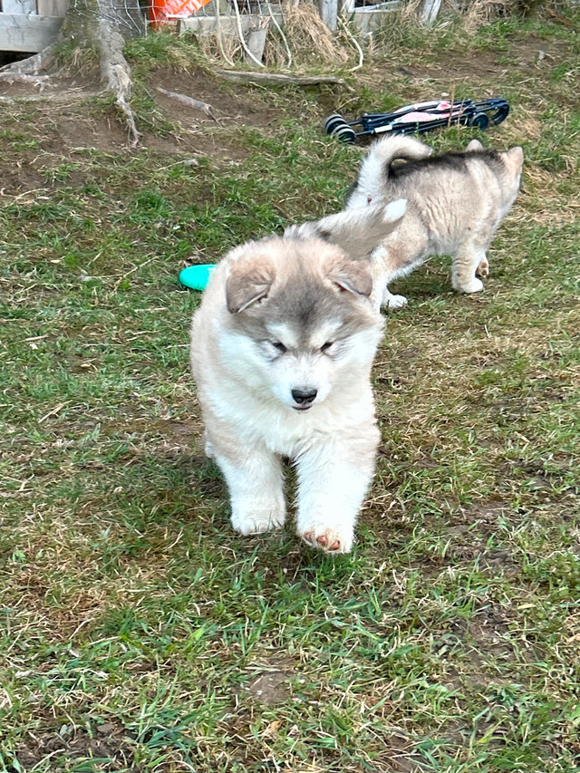 Chiots malamute d’alaska dans Chiens et chiots à adopter  à Sherbrooke - Image 2