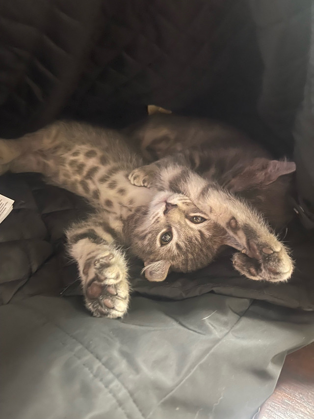 Magnifiques HLYNX dans Chats et chatons à adopter  à Ville de Québec - Image 3