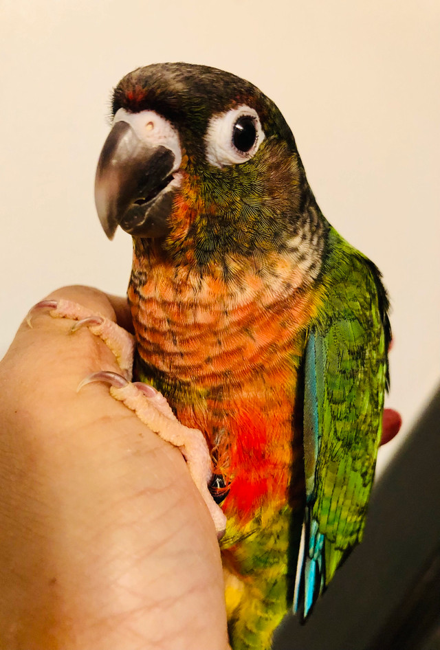 Handfed Baby Conures in Birds for Rehoming in Kitchener / Waterloo - Image 2