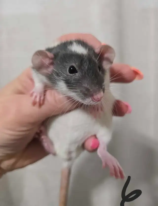rat girls in Small Animals for Rehoming in Saskatoon - Image 9