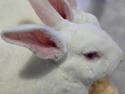 Purebred Standard Rex Ruby Eyed White Buck & Doe For Sale, View more