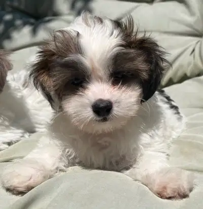 PUPPIES FOR SALE (2 LEFT), View more