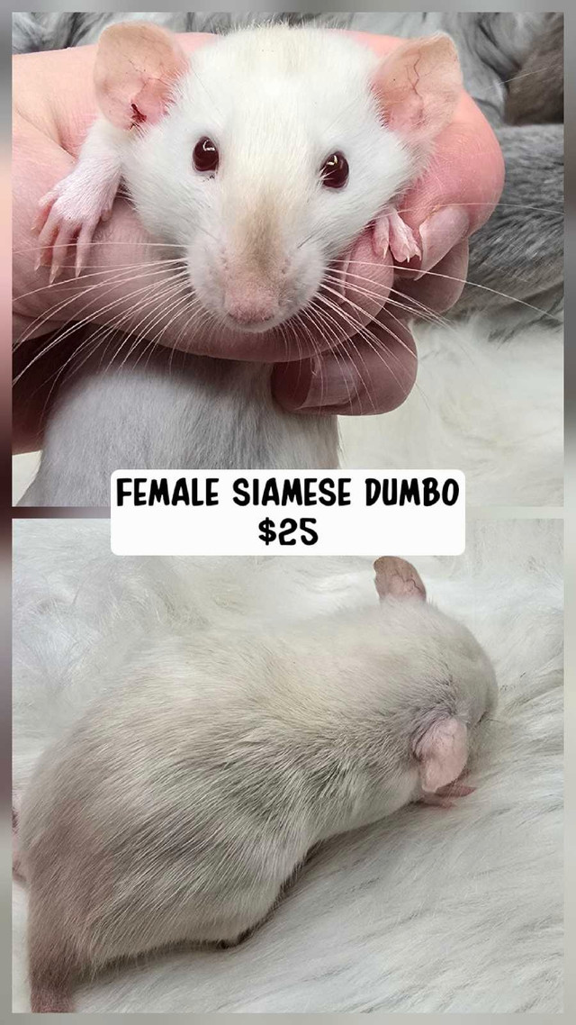 Dumbo rats in Small Animals for Rehoming in Ottawa - Image 3