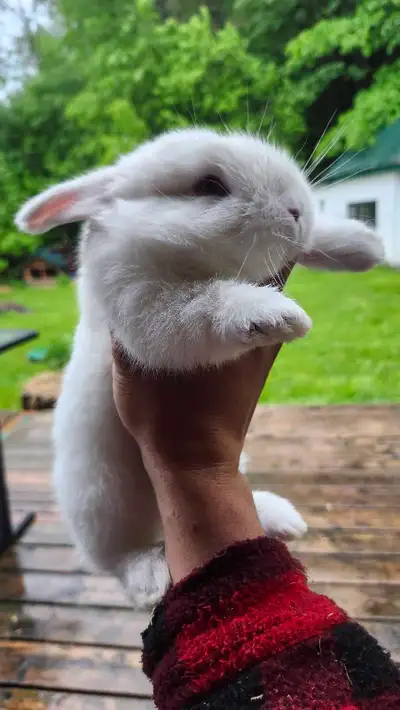 bébé lapin géant, View more
