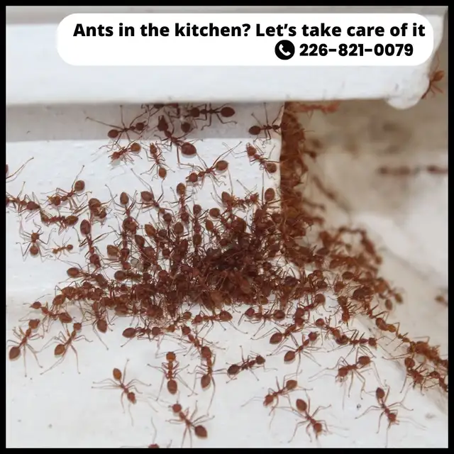 ✆ 226-821-0079 Pest Control – Serving the GTA in Cleaners & Cleaning in Mississauga / Peel Region - Image 11