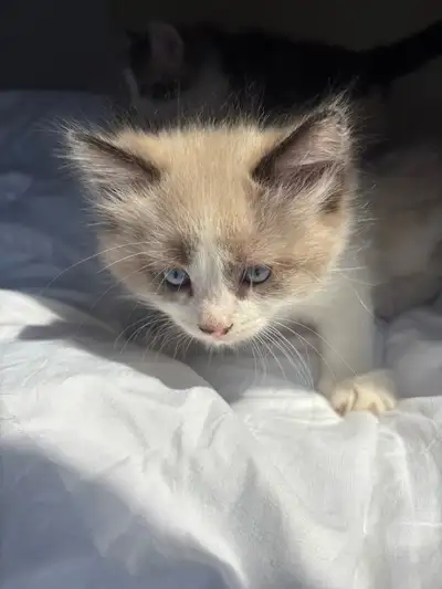 Chaton mâle de 2 mois