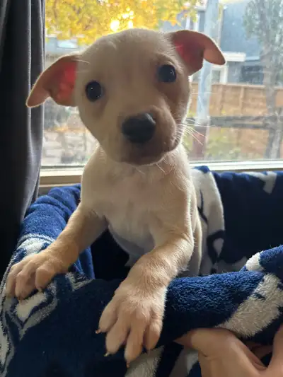 Cane Corso Husky Mix, View more