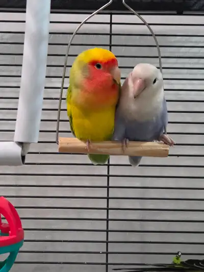 Beautiful Lovebird pair available Age 1.5 years old