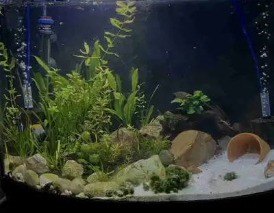 36 Gal aquarium set up, View more