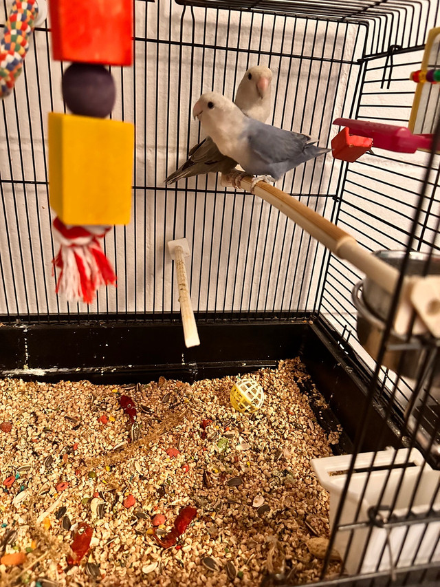 Oiseaux inséparables avec leur cage C$ 150  dans Services pour animaux  à Ville de Québec - Image 2