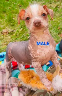 Chinese Crested, Hairy hairless puppies
