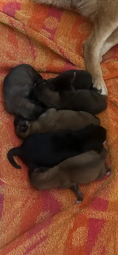 Purebred Shiba Inu puppies ready to go Sept 6!!!, View more