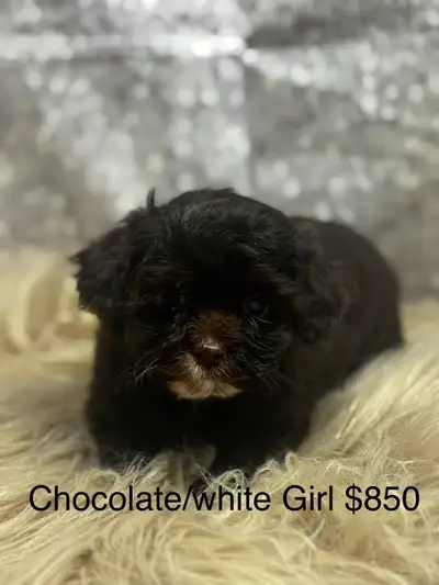 Havapoo Chocolate Girl, View more