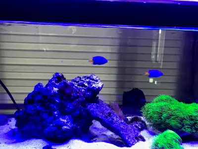 Monthly/ Bi-Weekly Aquarium Maintenance Service, View more