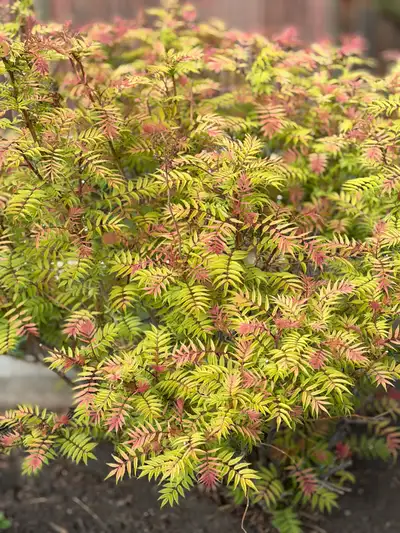 Beautiful False Spirea plant, View more