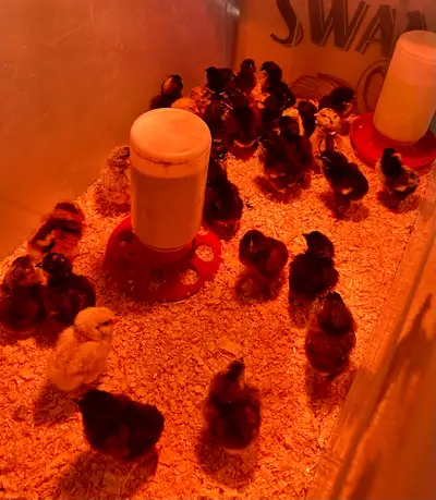 chicks available , View more
