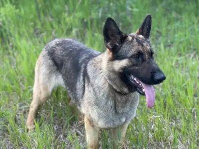 1  1/2 year old pure sable german shepherd , View more