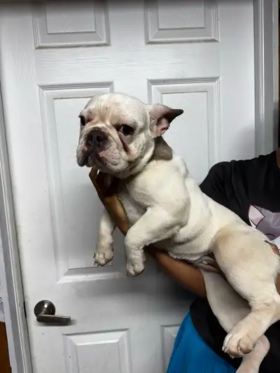 French bulldog , View more