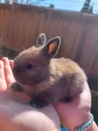 Baby Bunnies for sale *READY TO LEAVE*