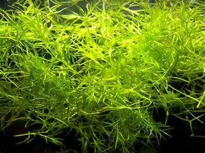 Guppy grass is ideal for providing shelter for baby fish or shrimp. Also have vallisneria spiralis,...