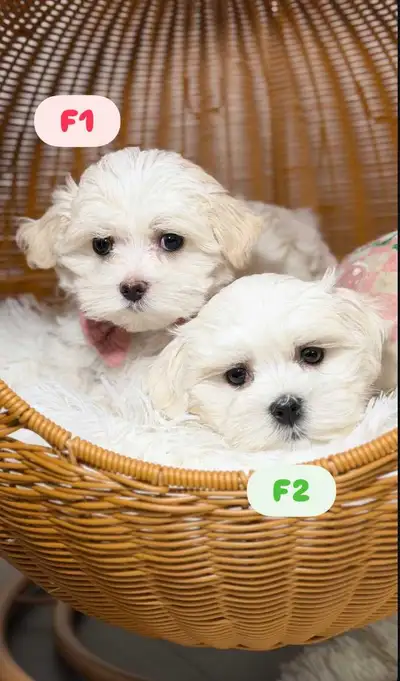 Chiots Bichons Maltais prêts , View more
