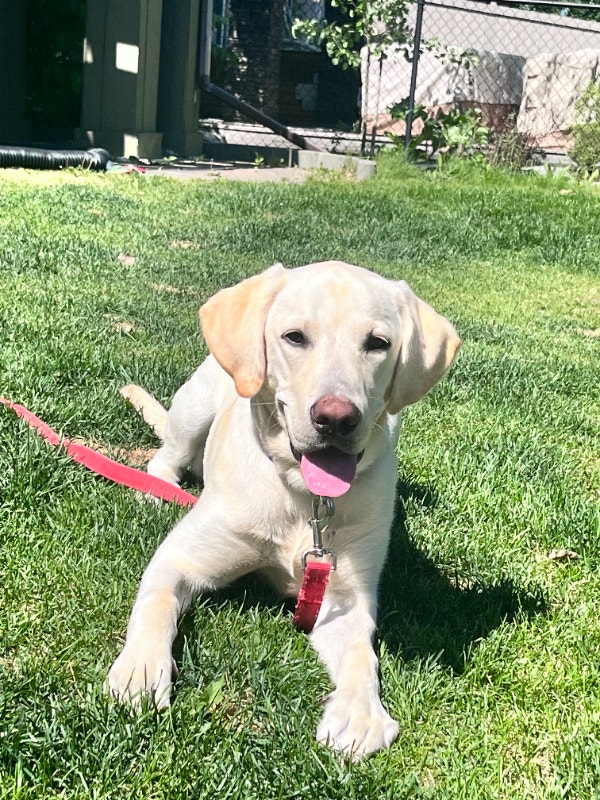 Purebred Yellow Lab Puppy Dogs & Puppies for Rehoming Calgary Kijiji