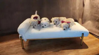 Beautiful Havanese-Maltese (Mom-Celeste 11lb-11inch, Dad-Blu 8lb-7inch), affectionate, and super ado...