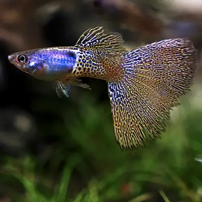 You’ve got options when it comes to guppies — but why settle? Starting small and cutting corners mig...
