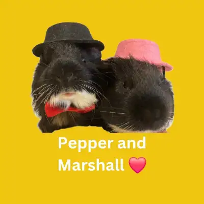 Bonded Guinea Pig Brothers are waiting for you!, View more