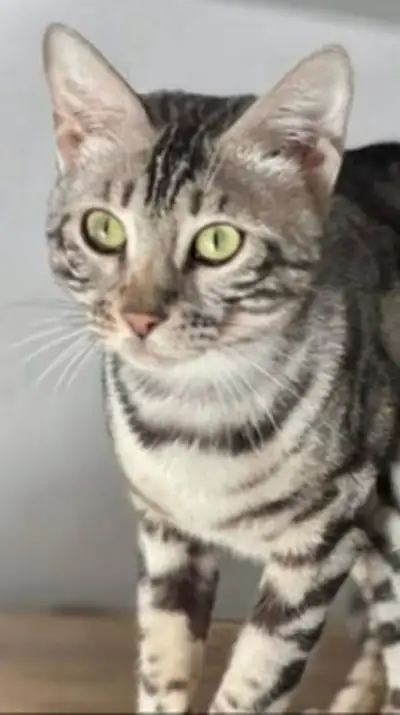 sweet TICA registered Bengal , View more