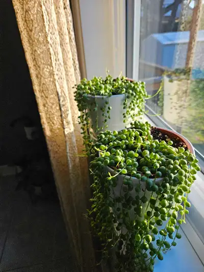 String of Pearls Plant, View more