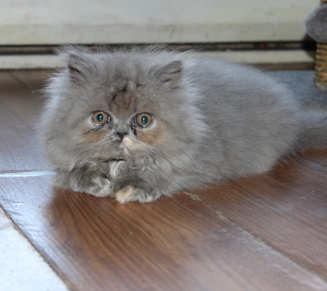 Persian kitten femelle 10 semaines , Chatons persans nées 4 jul dans Chats et chatons à adopter  à Ville de Montréal - Image 3