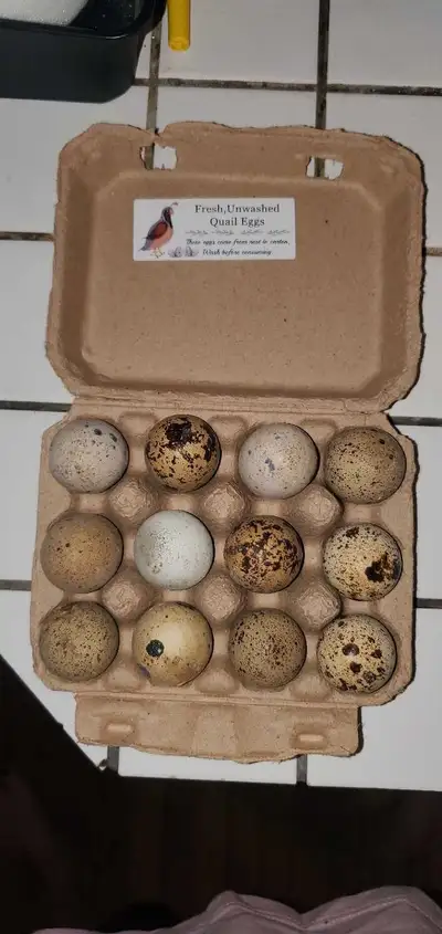 Quail eggs , View more