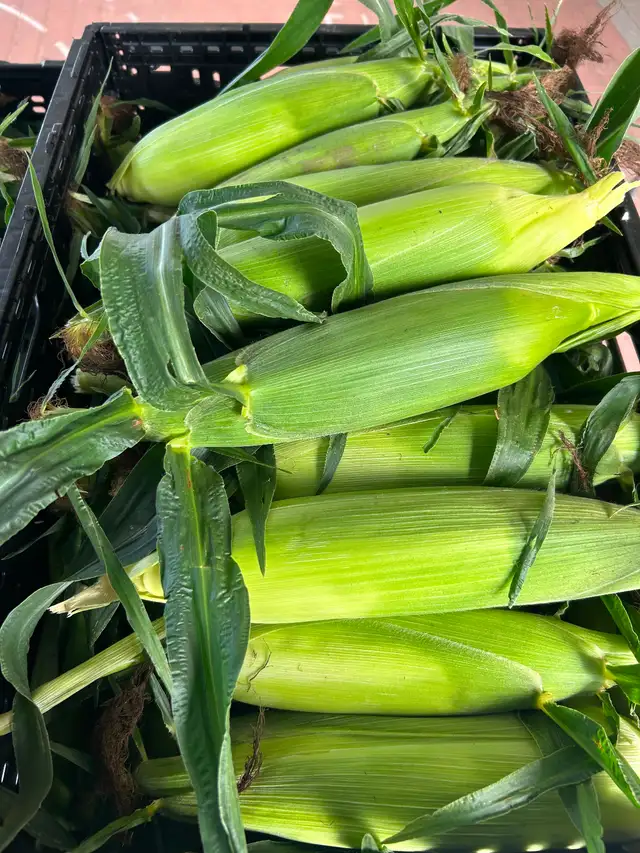 Sweet corn