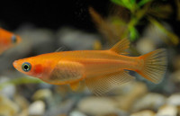 Orange Medaka Ricefish (Oryzias sp).