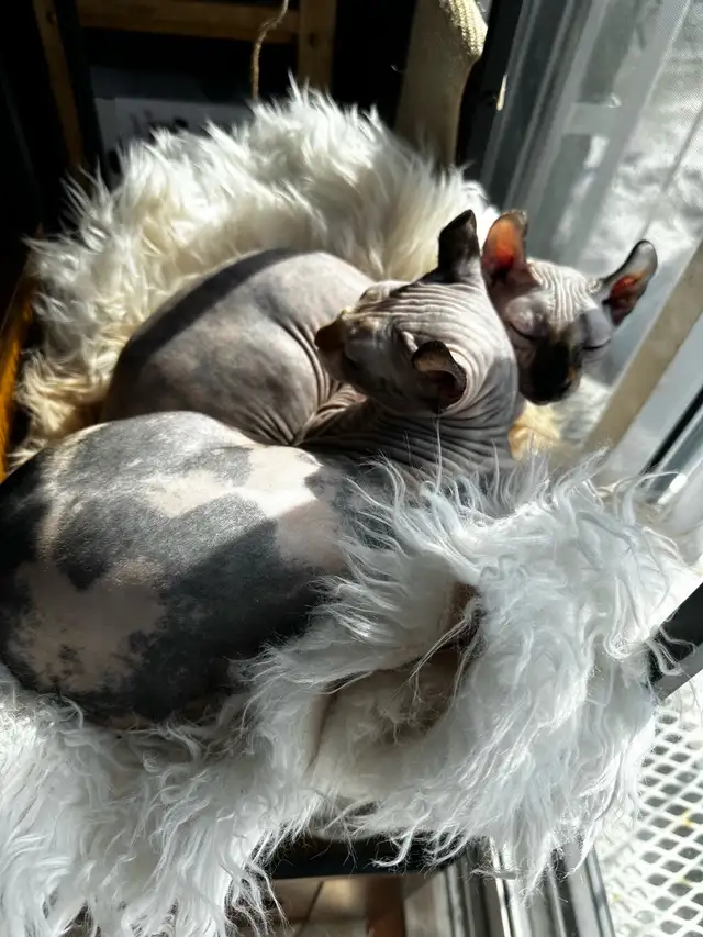 Sphinx Elf in Cats & Kittens for Rehoming in Québec City - Image 3