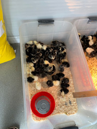 Chicks hatched April 27