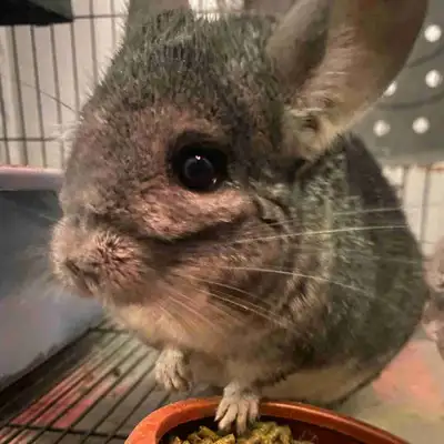 This is Philly & chilly the chinchillas, Philly is just over year old, he is about 14 months old ( h...