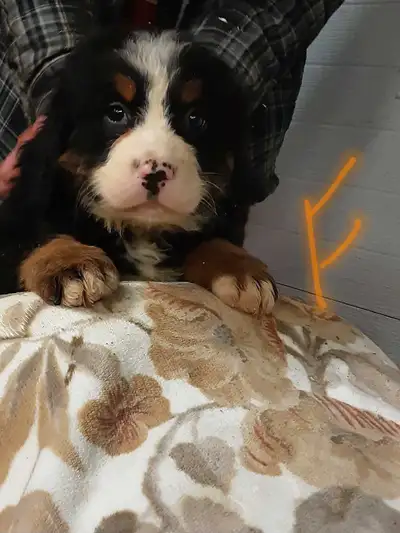 chiots bouvier bernois, View more