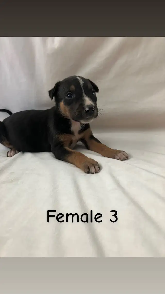 READY TO GO! Rottweiler x Lab puppies in Dogs & Puppies for Rehoming in Hamilton - Image 9