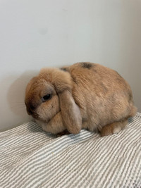 Holland lop female for sale